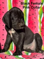 Black Beauty, a female Great Dane for sale in Bristol, RI – Photo 2 of 10