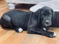 Bailey, a female Great Dane for sale in Bristol, RI – Photo 6 of 9