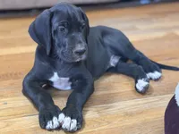 Bailey, a female Great Dane for sale in Bristol, RI – Photo 4 of 9