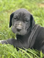 Bailey, a female Great Dane for sale in Bristol, RI – Photo 5 of 9