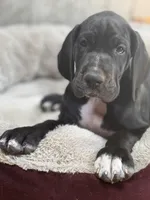 Bailey, a female Great Dane for sale in Bristol, RI – Photo 8 of 9