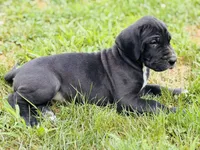 Bailey, a female Great Dane for sale in Bristol, RI – Photo 7 of 9