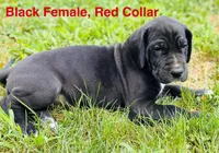 Bailey, a female Great Dane for sale in Bristol, RI – Photo 2 of 9