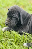 Bailey, a female Great Dane for sale in Bristol, RI – Photo 3 of 9