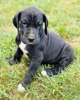 Bailey, a female Great Dane for sale in Bristol, RI – Photo 9 of 9