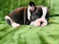 Mittens, a male French Bulldog for sale in Bristol, RI – Photo 9 of 10