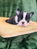 Mittens, a male French Bulldog for sale in Bristol, RI – Photo 10 of 10