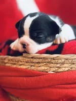 Mittens, a male French Bulldog for sale in Bristol, RI – Photo 8 of 10