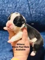 Mittens, a male French Bulldog for sale in Bristol, RI – Photo 5 of 10