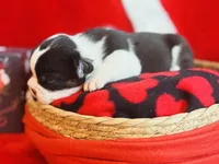 Mittens, a male French Bulldog for sale in Bristol, RI – Photo 2 of 10