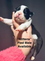 Mittens, a male French Bulldog for sale in Bristol, RI – Photo 4 of 10