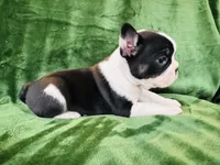 Mittens, a male French Bulldog for sale in Bristol, RI – Photo 1 of 10