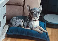 Snowie, a male French Bulldog for sale in Bristol, RI – Photo 7 of 8