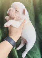 Snowie, a male French Bulldog for sale in Bristol, RI – Photo 8 of 8