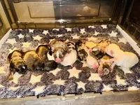 Snowie, a male French Bulldog for sale in Bristol, RI – Photo 6 of 8