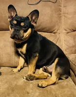 Snowie, a male French Bulldog for sale in Bristol, RI – Photo 3 of 8