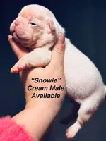 Snowie, a male French Bulldog for sale in Bristol, RI – Photo 4 of 8