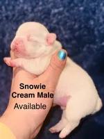 Snowie, a male French Bulldog for sale in Bristol, RI – Photo 5 of 8