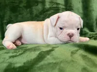 Snowie, a male French Bulldog for sale in Bristol, RI – Photo 2 of 8
