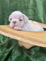 Snowie, a male French Bulldog for sale in Bristol, RI – Photo 1 of 8