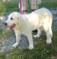 Crissas Female , a female Great Pyrenees for sale in Urbana, OH – 4 of 10