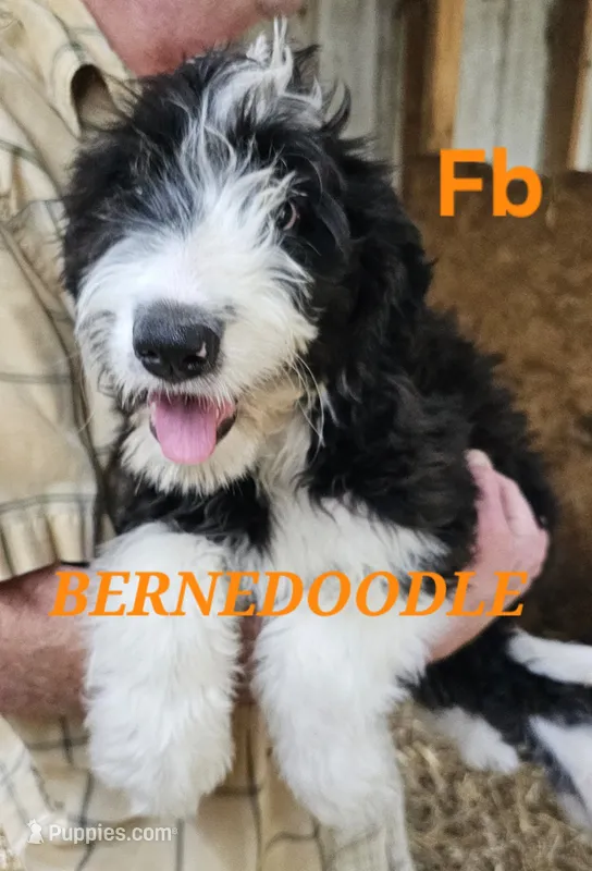 Bernedoodle Fb – Bernedoodle puppy for sale in Urbana, OH