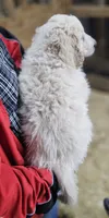 PYREDOODLE Ma, a male Great Pyrenees and Poodle - Standard  for sale in Urbana, OH – 6 of 10