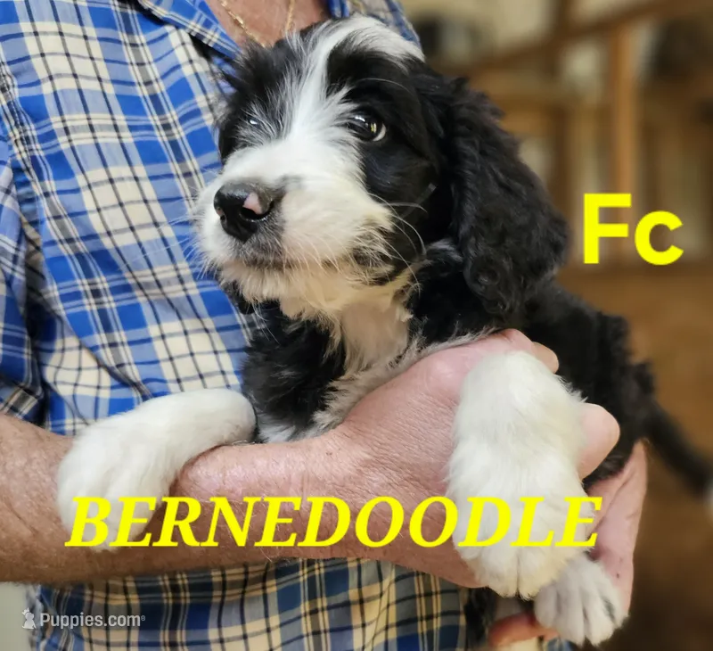 Bernedoo Fc – Bernedoodle puppy for sale in Urbana, OH