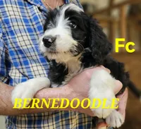 Bernedoo Fc, a female Bernedoodle for sale in Urbana, OH – 1 of 10
