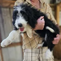 Bernedoodle Fa, a female Bernedoodle for sale in Urbana, OH – 4 of 10