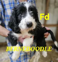 Bernedoo Fd, a female Bernedoodle for sale in Urbana, OH – 2 of 10