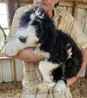 Bernedoodle Fb, a female Bernedoodle for sale in Urbana, OH – 8 of 10