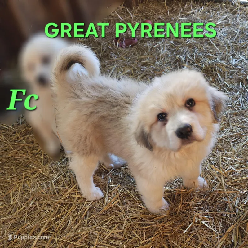 Crissas Fc – Great Pyrenees puppy for sale in Urbana, OH