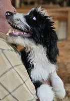 Bernedoodle Fe, a female Bernedoodle for sale in Urbana, OH – 5 of 10