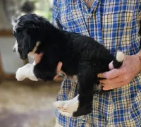 Bernedoo Fa, a female Bernedoodle for sale in Urbana, OH – 9 of 10