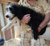 Bernedoodle Fa, a female Bernedoodle for sale in Urbana, OH – 5 of 10
