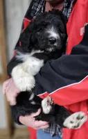 PYREDOODLE Mc, a male Great Pyrenees and Poodle - Standard  for sale in Urbana, OH – 7 of 10