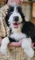 Bernedoodle Fe, a female Bernedoodle for sale in Urbana, OH – 4 of 10