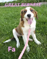 Sophies Fa, a female Bernese Mountain Dog and Great Pyrenees for sale in Urbana, OH – 7 of 10
