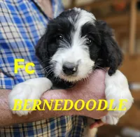 Bernedoo Fc, a female Bernedoodle for sale in Urbana, OH – 2 of 10