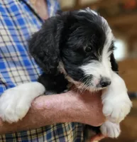 Bernedoo Fc, a female Bernedoodle for sale in Urbana, OH – 3 of 10
