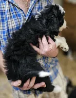 Bernedoo Ff, a female Bernedoodle for sale in Urbana, OH – 5 of 10
