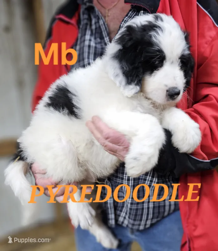 PYREDOODLE Mb – Great Pyrenees, Poodle - Standard  puppy for sale in Urbana, OH