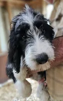 Bernedoodle Fa, a female Bernedoodle for sale in Urbana, OH – 7 of 10