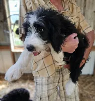 Bernedoodle Fa, a female Bernedoodle for sale in Urbana, OH – 8 of 10