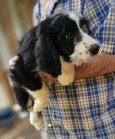 Bernedoo Fd, a female Bernedoodle for sale in Urbana, OH – 4 of 10