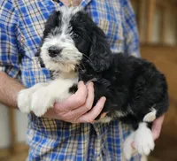 Bernedoo Fg, a female Bernedoodle for sale in Urbana, OH – 5 of 10