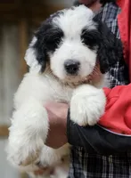 PYREDOODLE Mb, a male Great Pyrenees and Poodle - Standard  for sale in Urbana, OH – 7 of 10