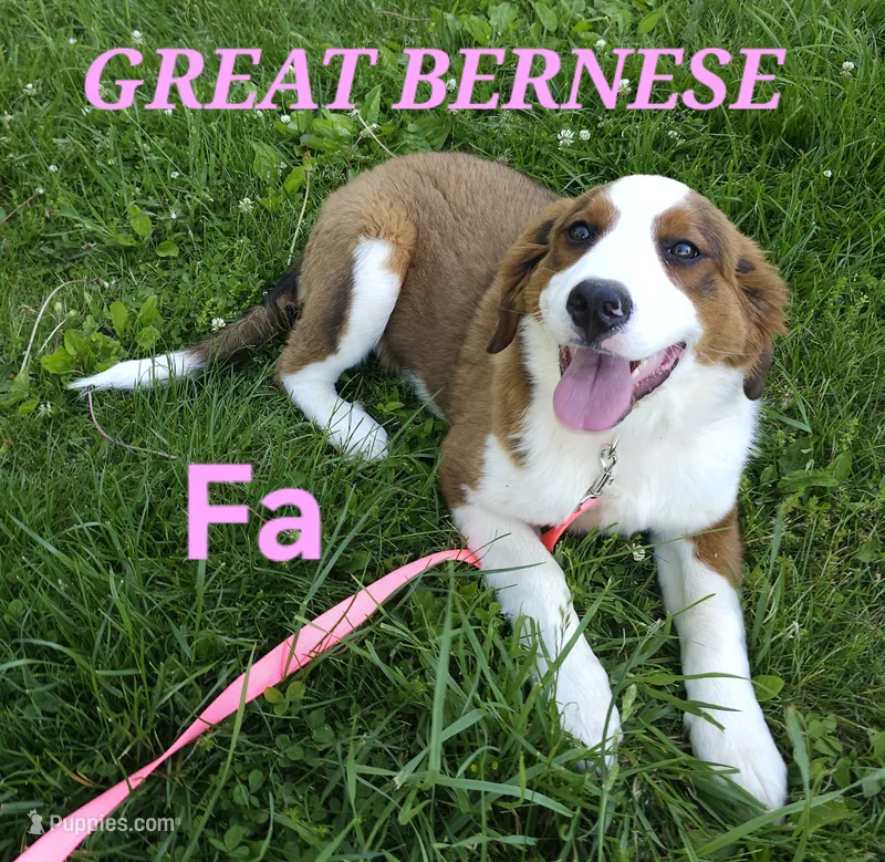 Sophies Fa – Bernese Mountain Dog, Great Pyrenees puppy for sale in Urbana, OH