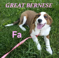 Sophies Fa, a female Bernese Mountain Dog and Great Pyrenees for sale in Urbana, OH – 1 of 10